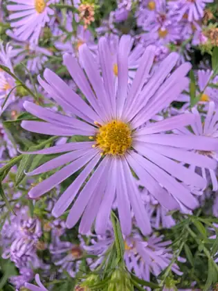 A close view of a lavender daisy-like flower with a golden centre among more blooms.