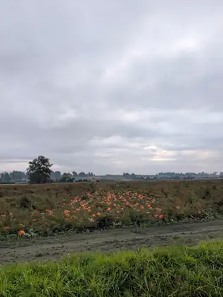 Orange pumpkins scattered across a farm field under a grey, cloudy morning sky, a lone tree and low farm buildings on the horizon.