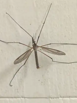A long-legged crane fly resting on a cream-coloured wall.