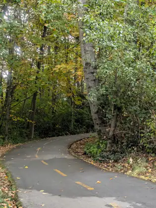 A paved path with a yellow centre line curving through a wood of tall trees, a few leaves scattered on the asphalt.