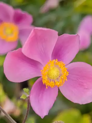 A pink flower with broad petals around a bright yellow centre, more blooms blurred behind it.