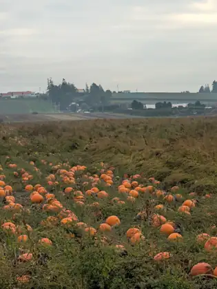 A field full of orange pumpkins among green and brown vines, with farm buildings and a line of trees beyond.