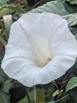 A white trumpet-shaped flower beaded with raindrops, among dark green leaves.