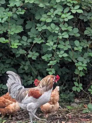 A rooster with white, rust and gold feathers and a red comb, with golden hens, in front of a wire fence thick with green leaves.