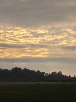 Golden morning cloud above a dark line of trees and a shadowed field.