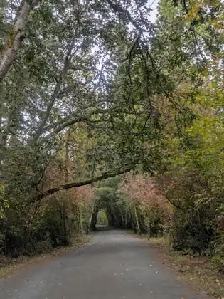A paved trail running through a tunnel of trees, a mossy branch arching low across it and some leaves turning red, with fallen leaves scattered on the asphalt.