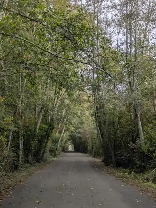 The paved trail running straight ahead between tall, slender trees that arch overhead.