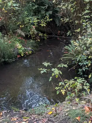 A small creek curving between ferns and leafy shrubs, light glinting off the ripples on its dark water.