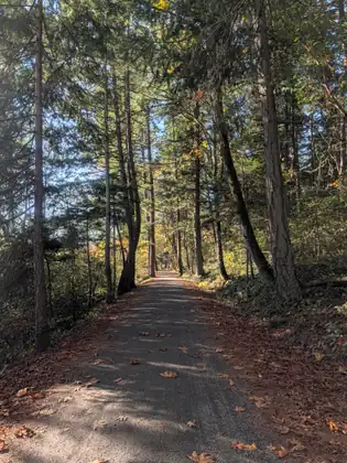 A wide trail running straight ahead beneath tall, slender evergreens, sunlight slanting through the trunks and brown fallen leaves scattered across the path.