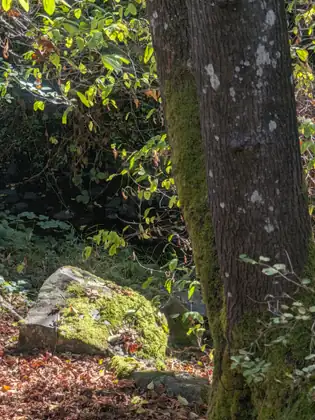 A moss-covered boulder on a bed of fallen leaves beside a mossy tree trunk, sunlit green leaves hanging over shadowy undergrowth.
