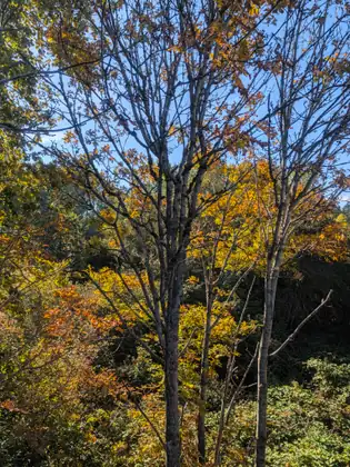 Slender grey-barked trees with sparse orange leaves against a blue sky, more yellow and orange foliage glowing behind them above green undergrowth.