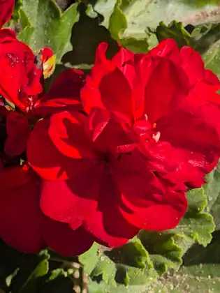 A close view of bright red flowers with ruffled petals glowing in the sun above soft, scalloped green leaves.