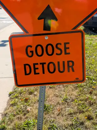 An orange road sign reading Goose Detour beneath an orange diamond sign with an upward arrow, on a metal post in grass dotted with small yellow flowers beside a sidewalk.