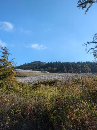 A farm field laid with long rows of white plastic sheeting, low farm buildings at its edge and a wooded hill with a rocky top and two communications towers beyond, under a blue sky with a few white clouds and autumn shrubs and tall grass in the foreground.