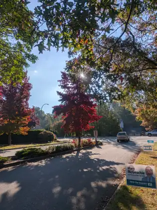 Sun glints through autumn leaves over a road lined with red and orange trees, an SUV at its far end and lawn signs at right reading 'Matt McGeachie for Councillor & CRD', 'Colette Baty for Saanich Council' and 'Elect a common sense team.'