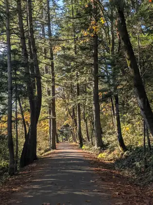 A wide trail scattered with fallen leaves runs between tall evergreen trunks, one leaning steeply on the right, toward a tunnel of yellow autumn foliage where a few small figures walk far ahead.
