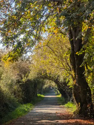 A path running into a long tunnel of trees with leaves turning yellow, a thick, moss-covered trunk on the right and figures small in the distance down the trail.