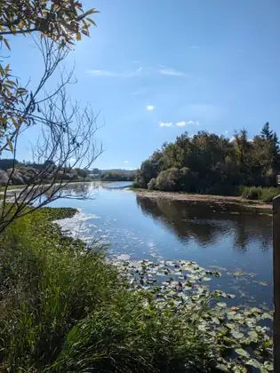 A lake under a bright blue sky, lily pads and floating debris along the near edge, a grassy bank on the left and a wooded point reflected in the water on the right, a weathered wooden post at the edge of the frame.