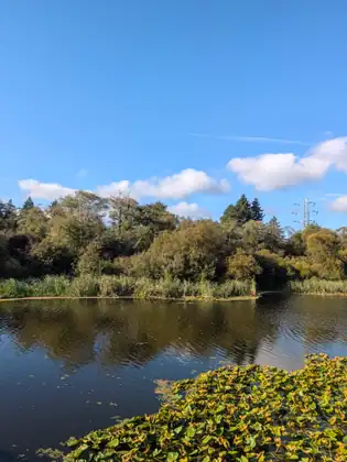 Dark, gently rippling water reflecting a wall of trees and reeds, lily pads turning yellow in the foreground, with white clouds, a contrail and a power-line tower against the blue sky.