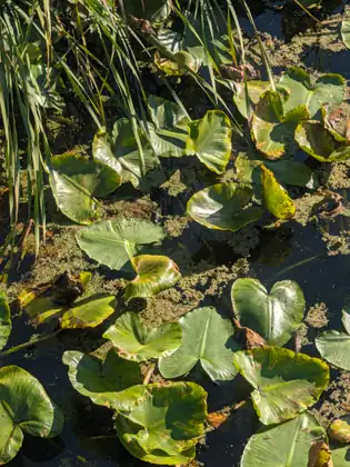 A close view of lily pads, some curling and spotted with brown, floating among green flecks on dark water, long grass blades leaning in from the top.