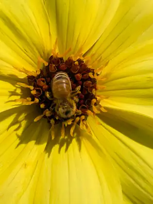 Close-up of a bee feeding on the dark red-brown centre of a bright yellow flower ringed with pollen-tipped stamens.