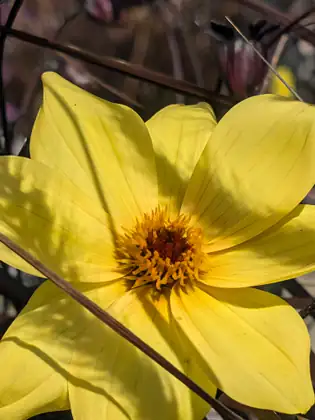 A sunlit yellow flower with broad, veined petals and a dark red centre ringed with orange stamens, crossed by thin dry stems.