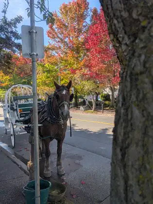 A dark brown horse with white markings on its forehead and nose, in harness and blinkers, waits at the curb hitched to a white carriage, with a water bucket and a feed tub at its feet and red, orange and yellow autumn trees across the street.