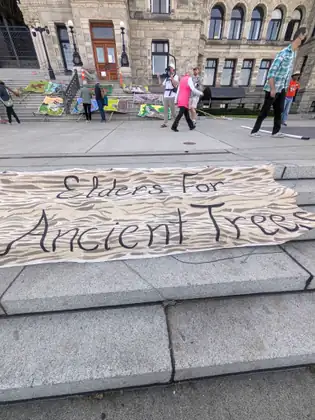 A hand-painted banner reading 'Elders For Ancient Trees' lies across the stone steps of the BC Legislature, with painted placards propped on the stairs behind and people walking past, one filming with a camera.