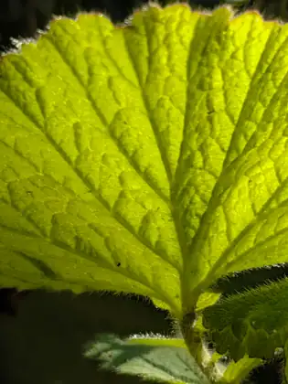 A backlit green leaf glows against a dark background, its fine hairs and network of veins sharply lit.