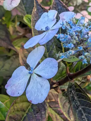 Pale blue-lilac four-petalled flowers sit beside a cluster of tiny star-shaped blue flowers and buds among dark green and purple-tinged leaves.