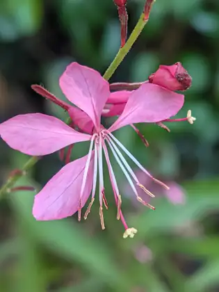 A pink flower with long, drooping white and pink stamens hangs beside a dark-pink bud against a blurred green background.