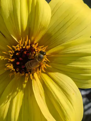 Close-up of a bee feeding at the edge of the dark red center of a bright yellow flower ringed with orange stamens, its broad, faintly veined petals filling the frame.