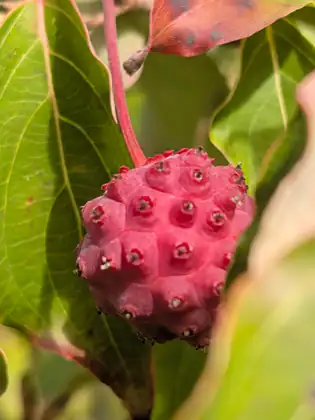 A knobbly, round pinkish-red fruit hangs from a long red stem among green and reddening leaves.