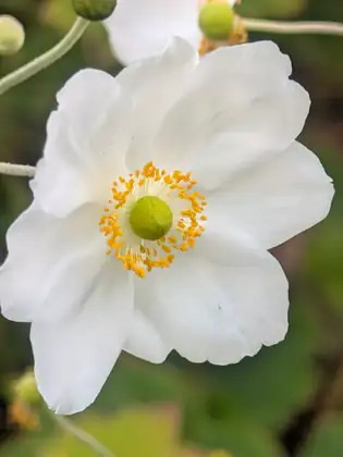 A white flower with broad, softly ruffled petals and a green button centre ringed with yellow stamens, round buds blurred behind it.