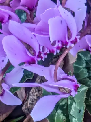 A cluster of pinkish-purple flowers with swept-back petals and deep magenta centres rises above dark green leaves marbled with silver.