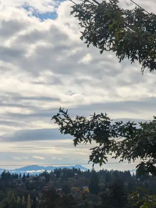 Branches of spiky-lobed leaves frame a view across power lines and treetops to a distant blue mountain range under banks of grey and white cloud.