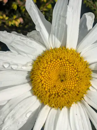 Close-up of a white daisy-like flower with a golden-yellow centre, beads of water resting on its petals in bright sunlight.
