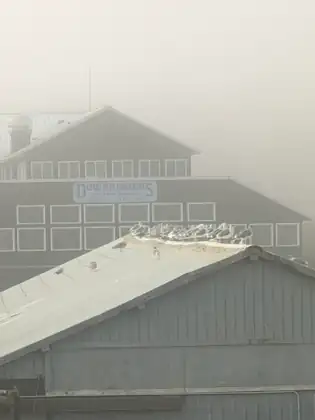 A row of gulls perches along the ridge of a grey corrugated roof in the fog, in front of a building signed Downriggers on the Water Restaurant & Cocktails.