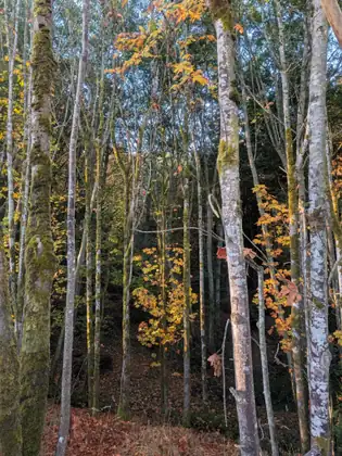 Tall, pale-barked trees streaked with moss rise from a slope of fallen leaves, with yellow and orange autumn leaves glowing in the understory.
