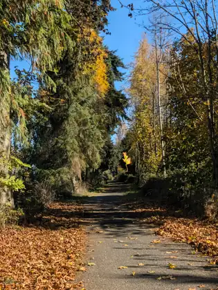A paved trail runs through a tunnel of evergreens and golden trees, its edges thick with fallen brown leaves under a blue sky.