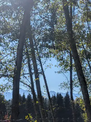 Looking up through tall, thin tree trunks to a blue sky, with a dark band of evergreens and hazy mountain peaks on the horizon.