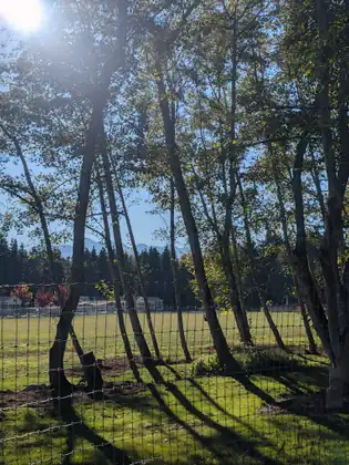Slender trees cast long shadows across a mown field behind a wire fence, with a row of low buildings, a line of evergreens and faint mountains beyond.
