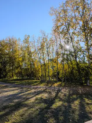 A gravel path curves past a stand of tall, thin trees in yellow leaf, with the sun shining through the branches and long shadows on the grass.