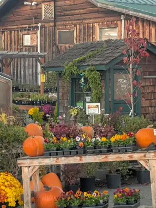 Pumpkins and trays of pansies crowd a wooden display table in front of a shingled shed marked Potting Shed, with a green vine trailing over its window, a small red-leafed tree by its door, yellow mums below and a large weathered wooden building behind.