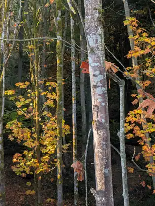 Pale, blotchy tree trunks streaked with moss rise through dim woods, with a small tree of glowing yellow and orange leaves behind them and large orange leaves hanging at the right edge.