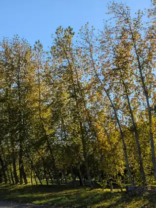 A row of tall, slender trees in yellow and green leaf leans to one side above a lawn dappled with shade, sunlight catching their crowns against a clear blue sky.