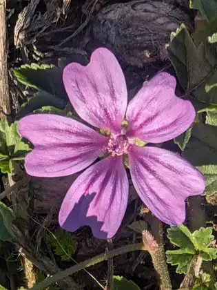 A close-up of a pinkish-purple five-petalled flower streaked with darker veins, among scalloped green leaves and weathered wood.