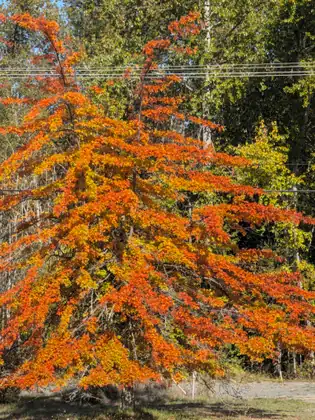 A tree blazing with bright orange foliage stands beside a gravel lot, with power lines overhead and green forest behind.