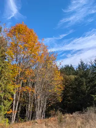 A clump of slender trees in golden autumn leaf stands beside a wire fence and dark evergreens, under a blue sky with wispy cloud.