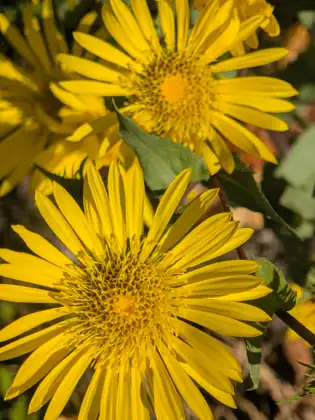 A close-up of bright yellow daisy-like flowers with many narrow petals and golden centres.